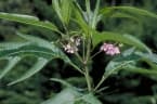 Solanum aviculare