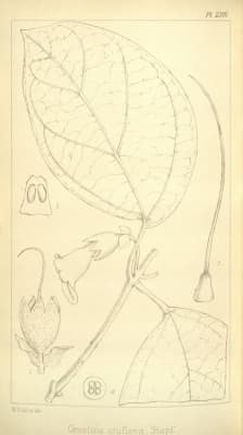 Gmelina uniflora