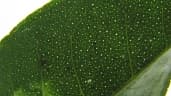 Zanthoxylum monogynum