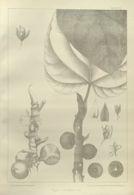 Ficus padana