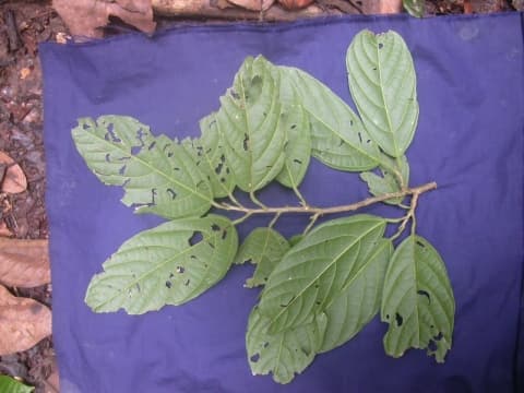 Quararibea funebris