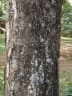 Pterocarpus acapulcensis