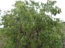 Maprounea africana