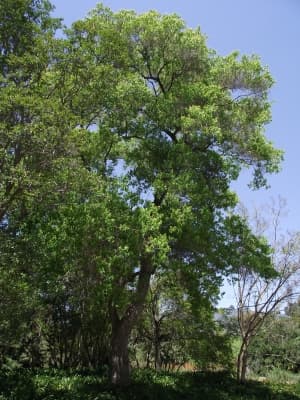 Triadica sebifera