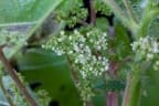 Laportea aestuans