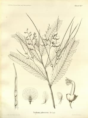 Sesbania sericea