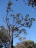 Vochysia thyrsoidea