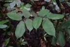 Eperua falcata