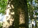 Dasyphyllum spinescens