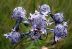Haumaniastrum caeruleum