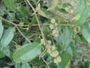 Castanopsis acuminatissima