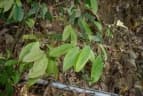 Symplocos cochinchinensis