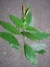 Justicia spicigera