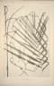 Calamus hookerianus