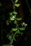 Efulensia clematoides