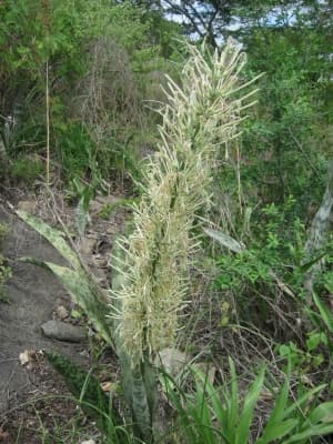 Sansevieria hyacinthoides