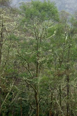 Alnus acuminata