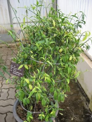 Clinacanthus nutans