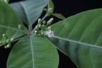 Rauvolfia tetraphylla