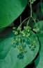 Stephania japonica