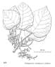 Endospermum medullosum