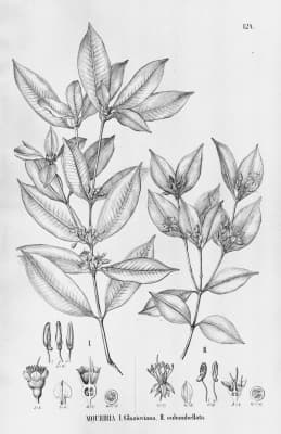 Mouriri glazioviana