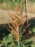 Amaranthus hypochondriacus