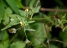 Bidens biternata