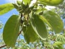 Terminalia ferdinandiana