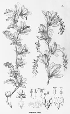 Berberis laurina