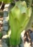 Pilosocereus arrabidae