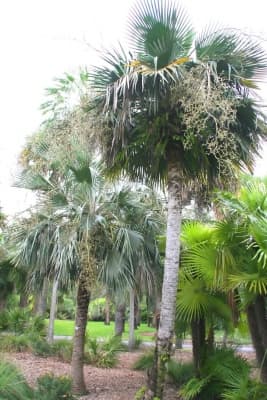 Copernicia hospita