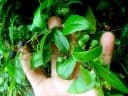 Passiflora suberosa