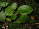 Miconia mirabilis