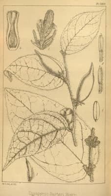 Diospyros barteri