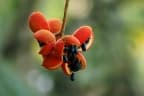 Sterculia guttata