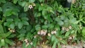 Strophanthus preussii