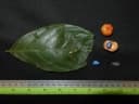 Baccaurea racemosa