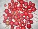 Capparis decidua