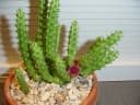 Huernia keniensis