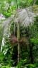 Euterpe edulis