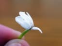 Rhinacanthus nasutus
