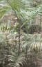 Calamus tenuis