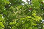Archidendron clypearia