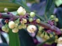 Elaeodendron orientale