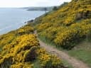 Ulex europaeus