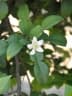 Citrus cavaleriei