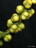 Arenga microcarpa