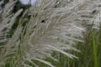 Saccharum spontaneum