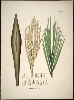 Syagrus oleracea